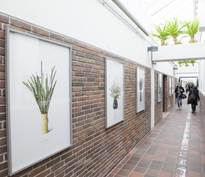 Camilla Berner: Planteindsamling  #1-7 fra Krinsen, Kongens Nytorv. 7 arbejder, 2015. Faaborg Gymnasium