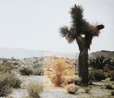 Stig Brøgger. Mutations (Bushes, Nevada), 1969