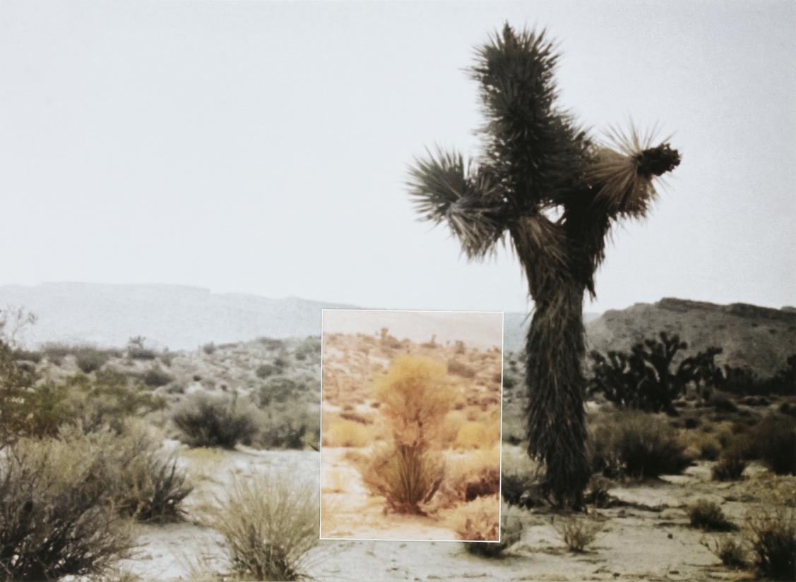 Stig Brøgger. Mutations (Bushes, Nevada), 1969