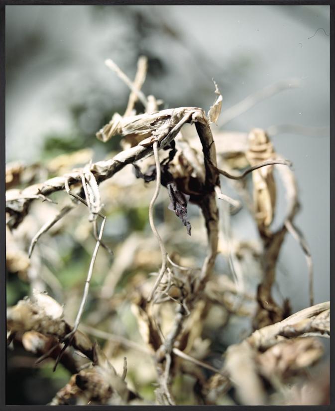 Joachim Koester. Ghost Mantis (2), 2015